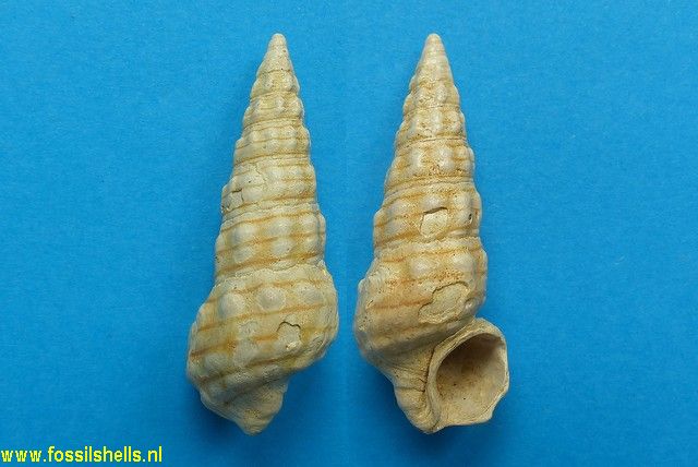 Batillaria pleurotomoides var. A