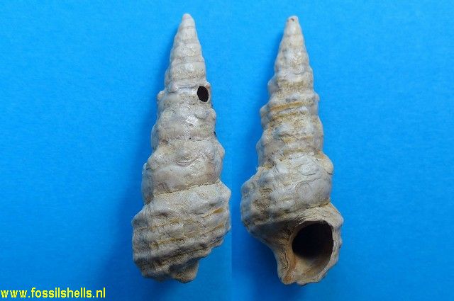 Batillaria pleurotomoides var. A
