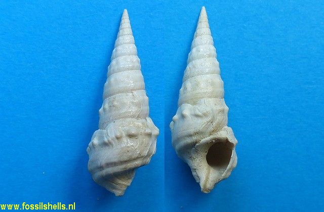 Batillaria concava