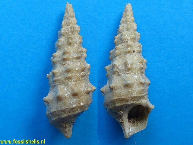 Batillaria calcitrapoides