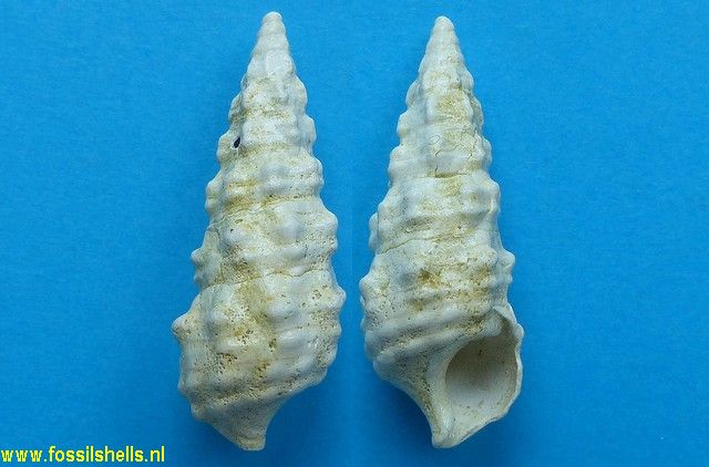 Batillaria echidnoides 
