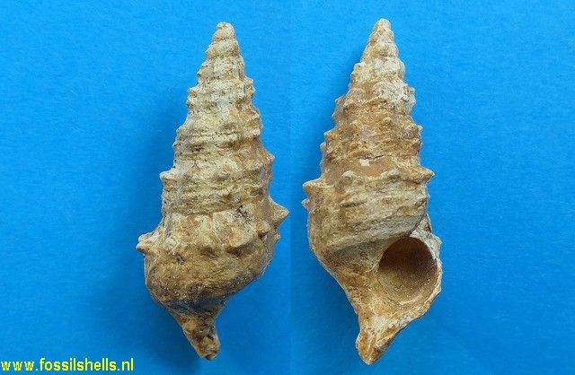 Batillaria echidnoides