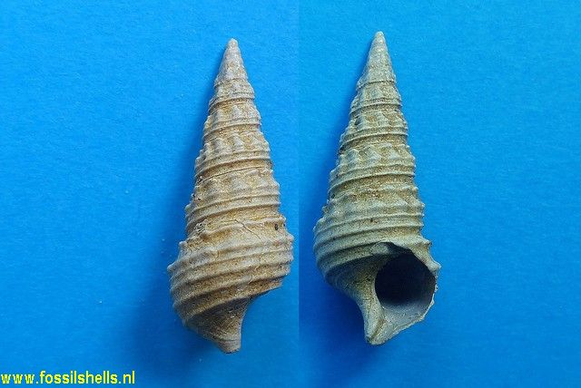 Batillaria turbinoides