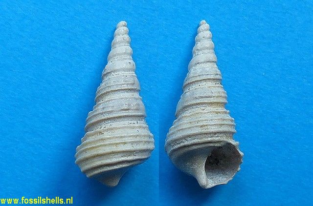 Batillaria turbinoides stueri