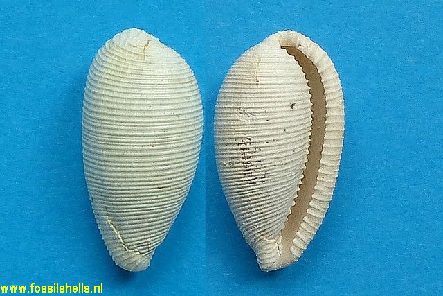 Cypraedia parisiensis