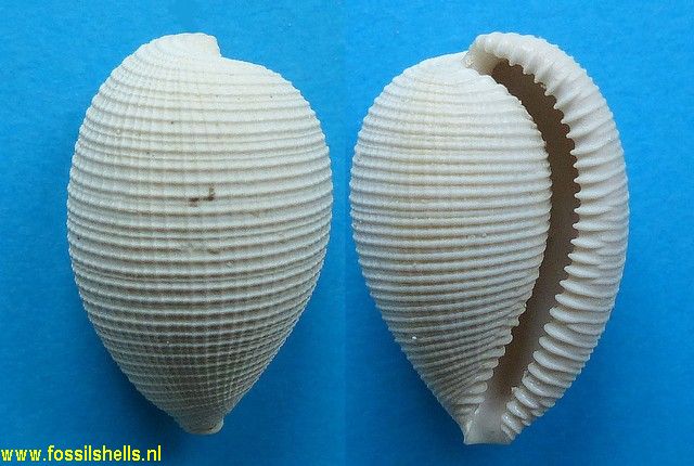 Cypraedia girauxi
