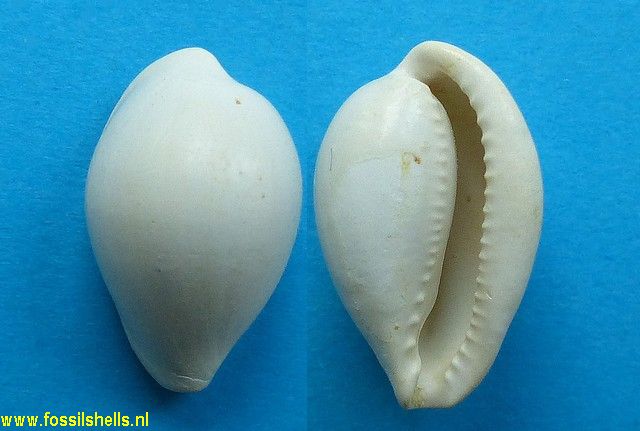 Eocypraea inflata hiantula