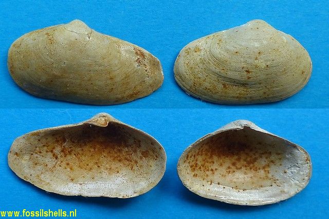 Sphenia myalis