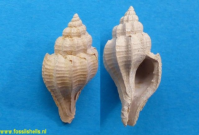 Poirieria flexuosa