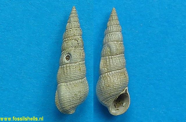Rhinoclavis diastomoides