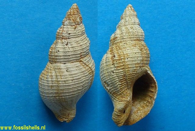 International Fossil Shell Museum - Foundation for the study of shells ...