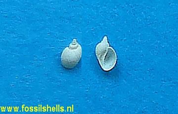 Macromphalus citharella