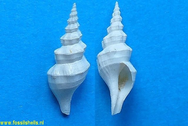 Pseudoandonia chaussyensis