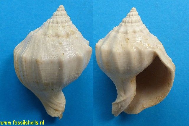 Strepsidura turgida