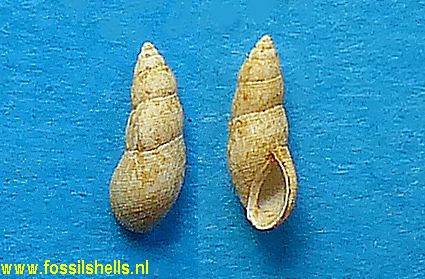 Pseudotaphrus morleti 