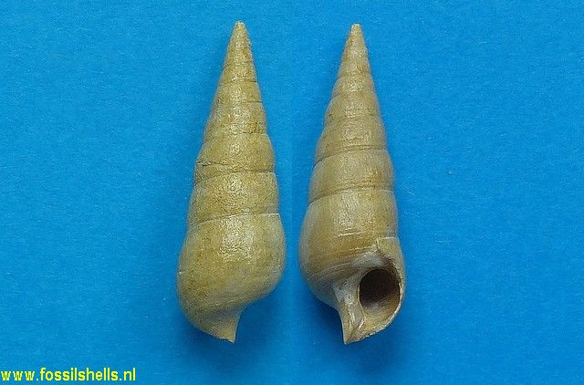 Granulolabium substriatum