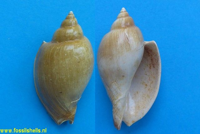 Cryptochorda stromboides