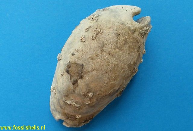 Serpulorbis on Siphocypraea floridana