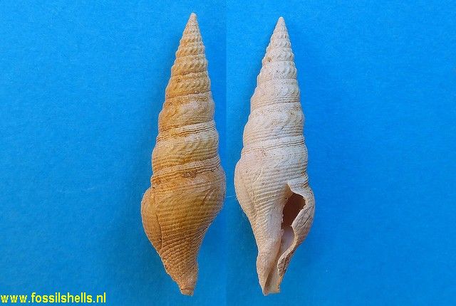 Gemmula jungi