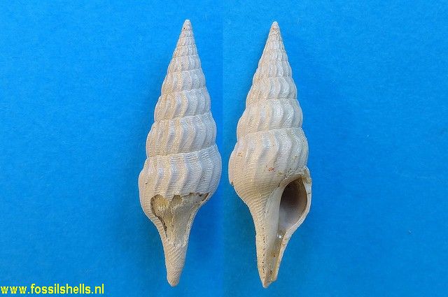 Eopleurotoma lajonkairii