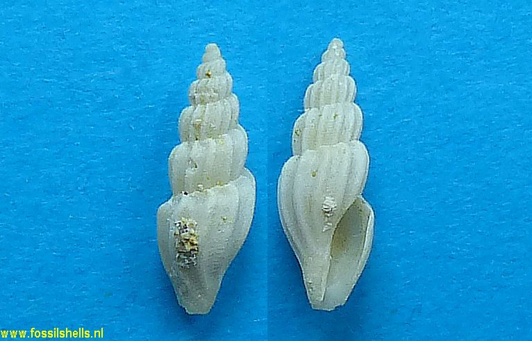 Mangelia coplicata