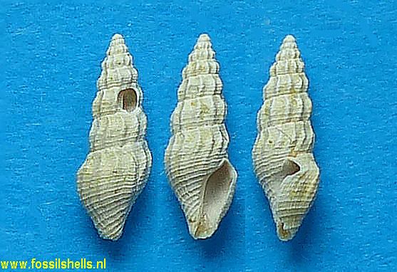 Mangelia coplicata
