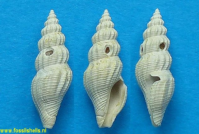 Raphitoma leptocolpa supraeoceanica