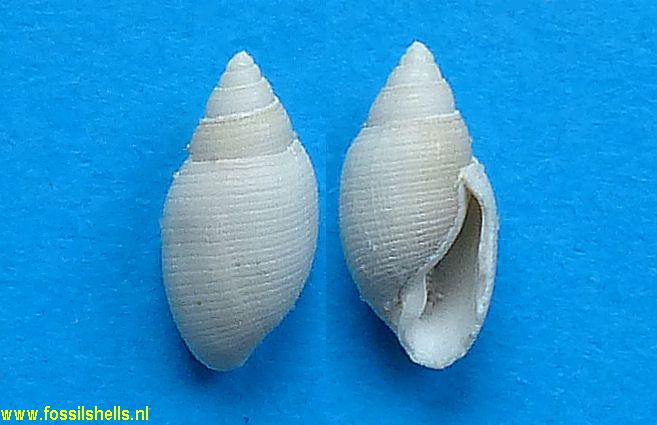 Acteon subinflatus