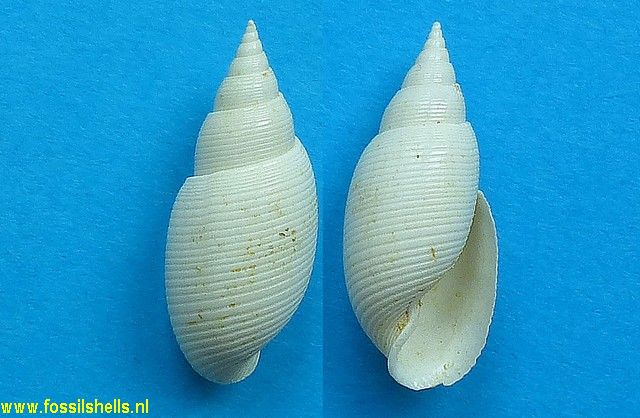 Acteon gmelini