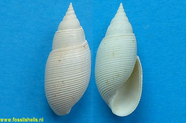Acteon gmelini stylifer