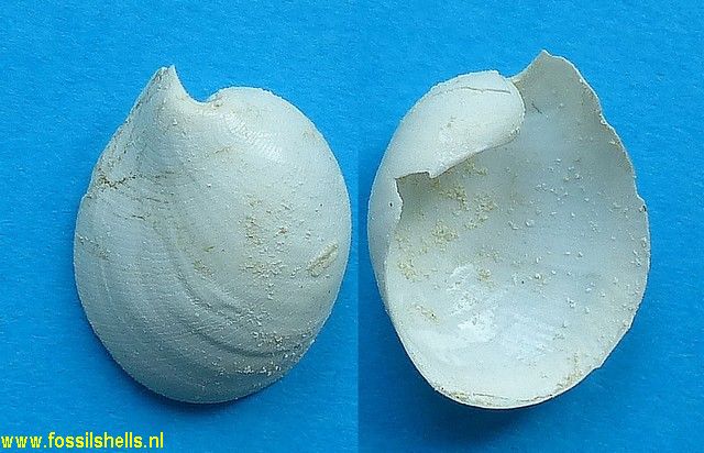 International Fossil Shell Museum - Foundation for the study of shells ...