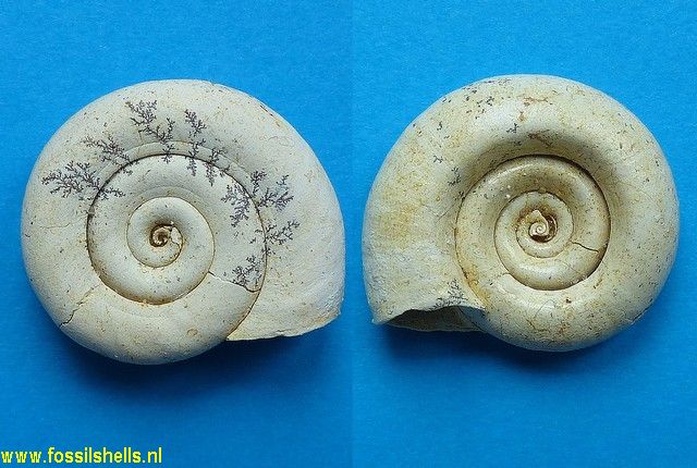 Planorbarius euomphalus