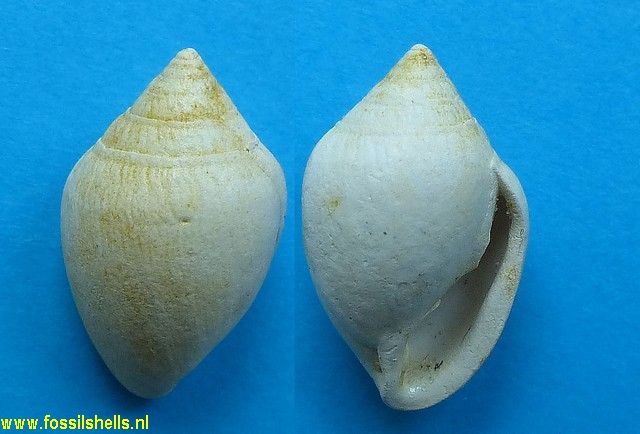 Phytiopsis nobilis