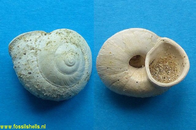 Palaeocyclophorus helicinaeformis