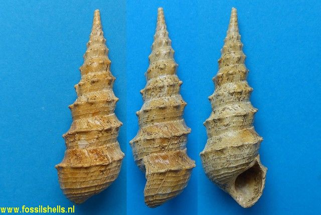 Brotia melanioides