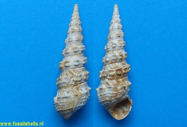 Brotia melanioides bicoronata