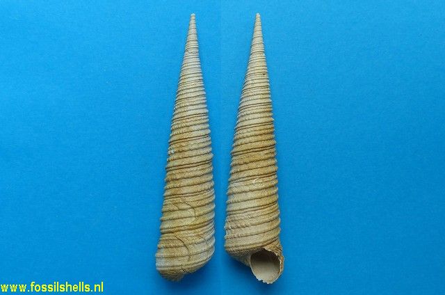 Haustator granulosus