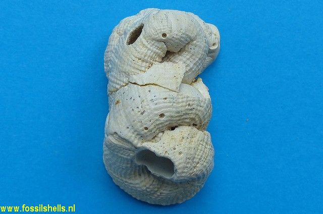 Serpulorbis cancellatus
