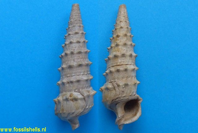Serratocerithium serratum