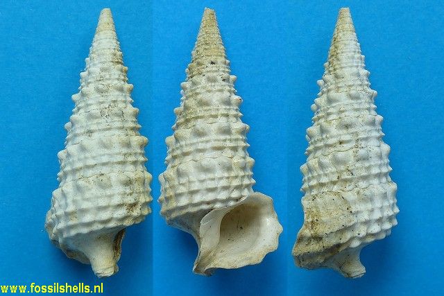 Serratocerithium tuberculosum