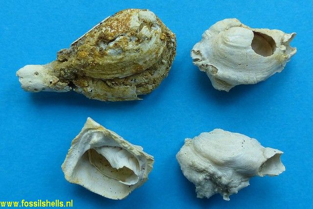 Clavagella lagenalis