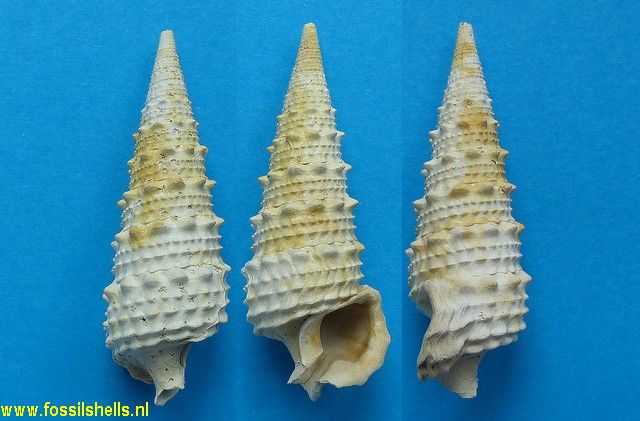 Serratocerithium cossmanni