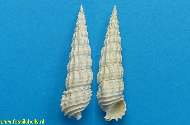 Cerithium lamellosum
