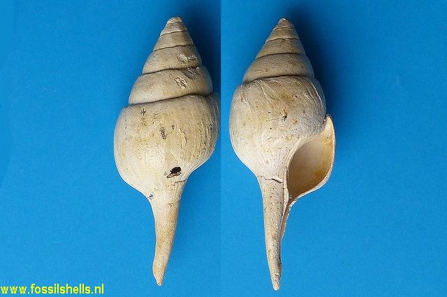 Clavilithes clavellatus