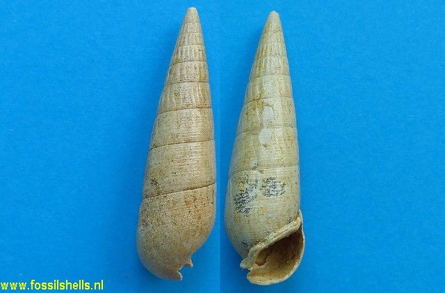 Rhinoclavis striata