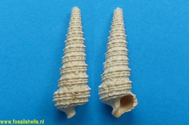 Serratocerithium hericarti