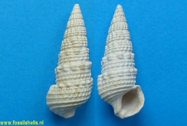 Terebralia bonelli