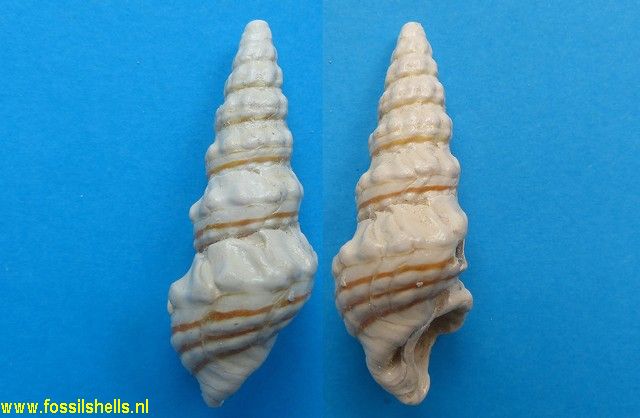 Batillaria pleurotomoides var. A