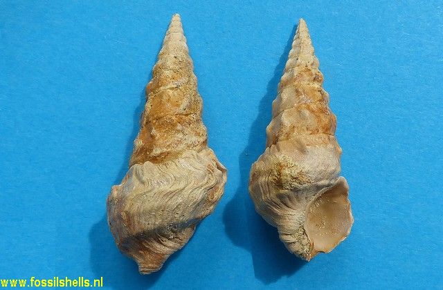 Batillaria pleurotomoides var. A