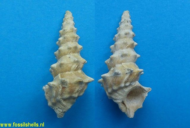 Batillaria echidnoides 